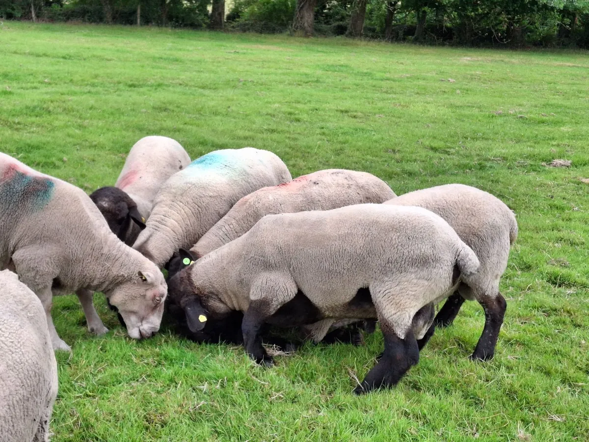 Suffolk Ram - Image 4