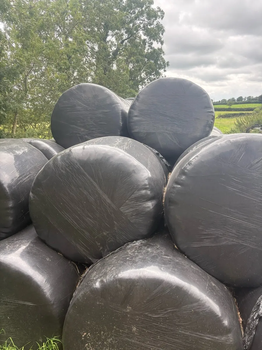Silage Bales for sale - Image 2