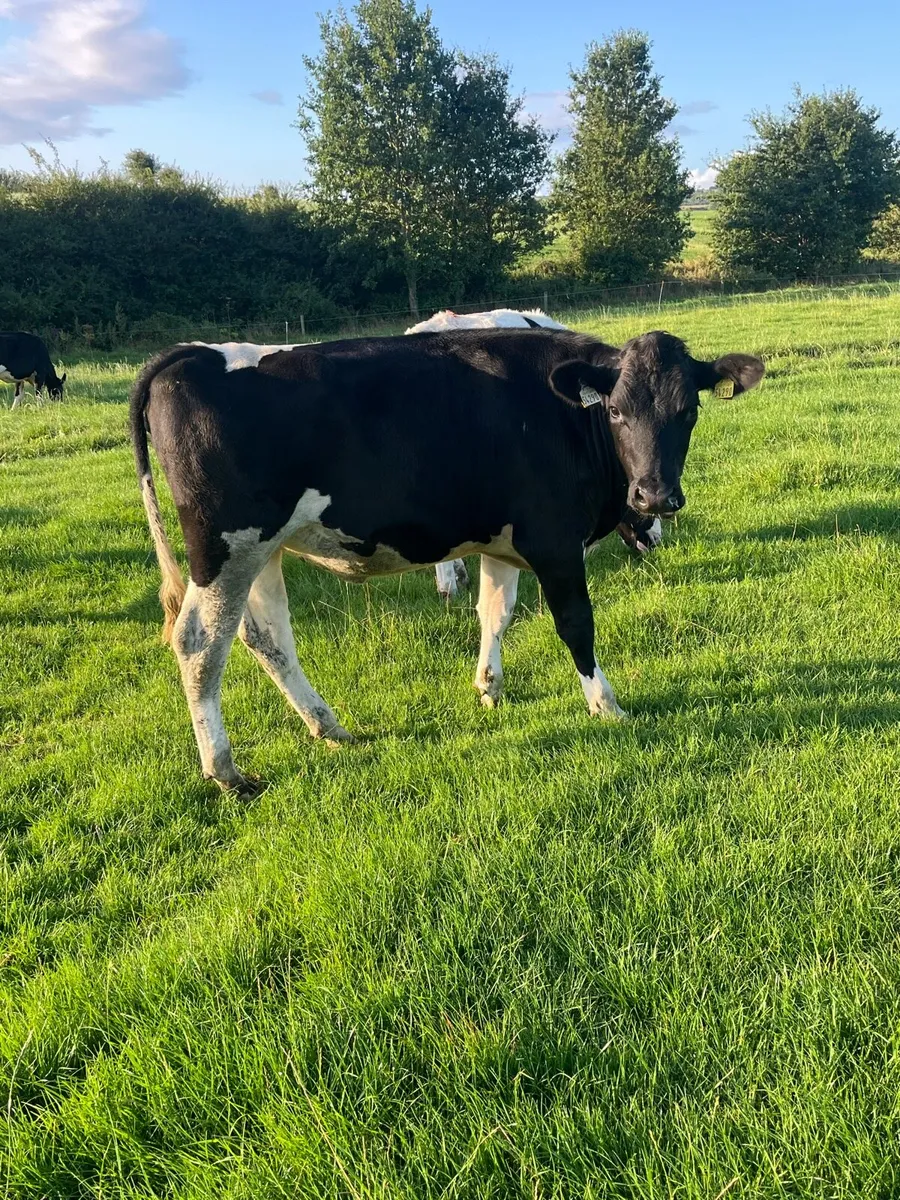 Maiden heifers - Image 3