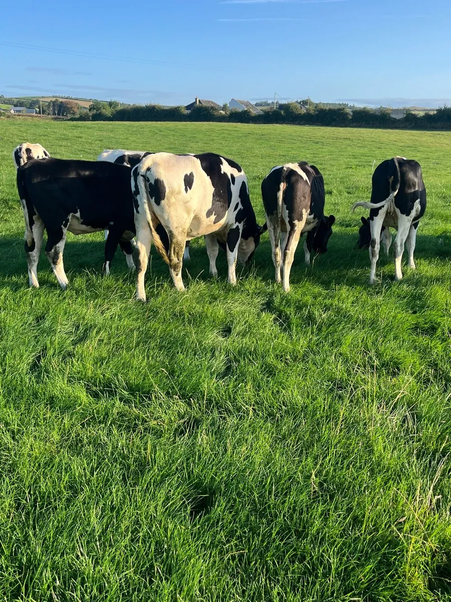 Maiden heifers - Image 4