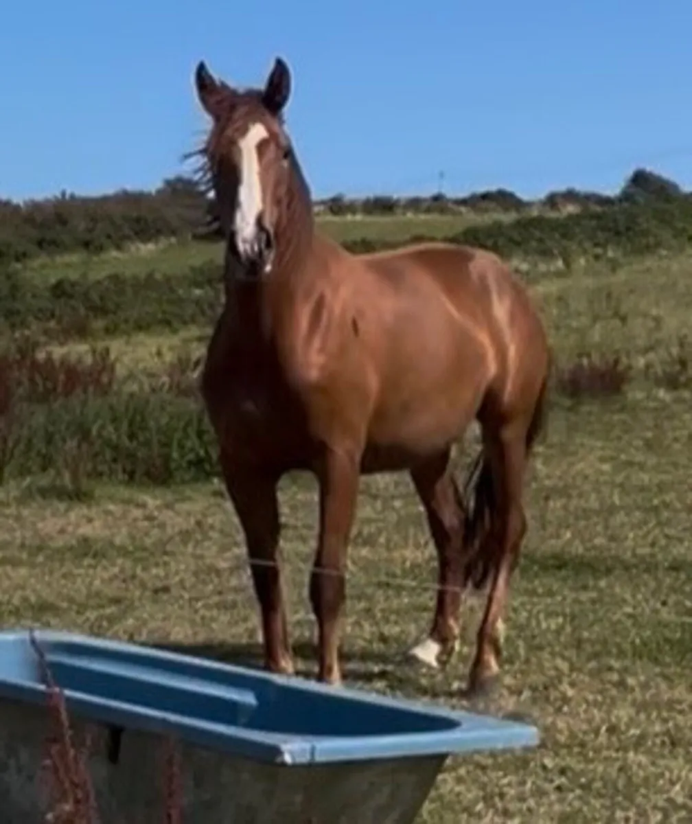 Chestnut Filly - Image 1