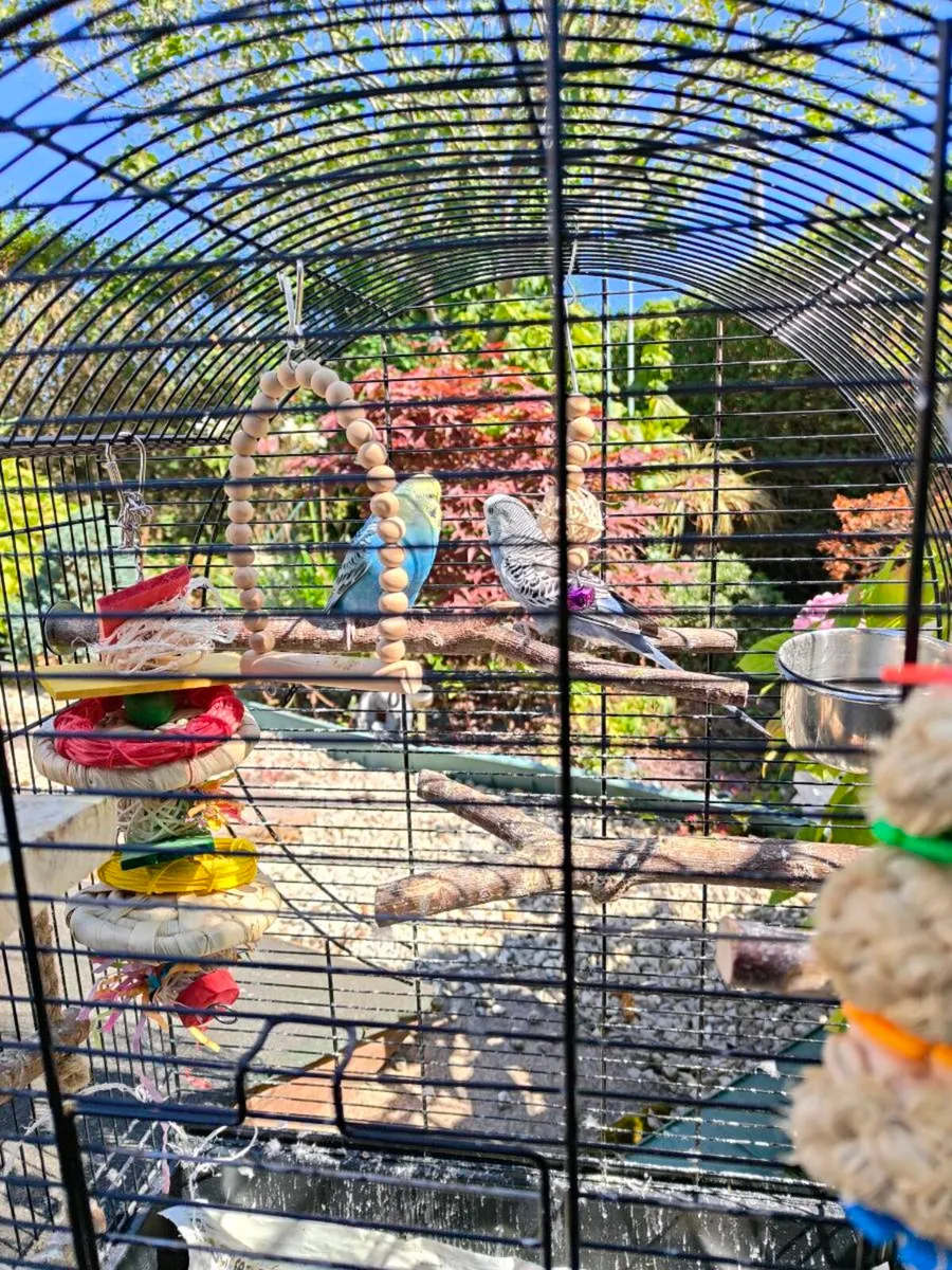 Beautiful pair buggies, cage, toys, complete set!! - Image 1