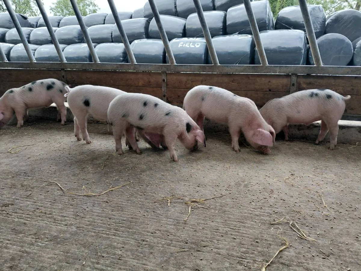 Weaner pigs - Image 2