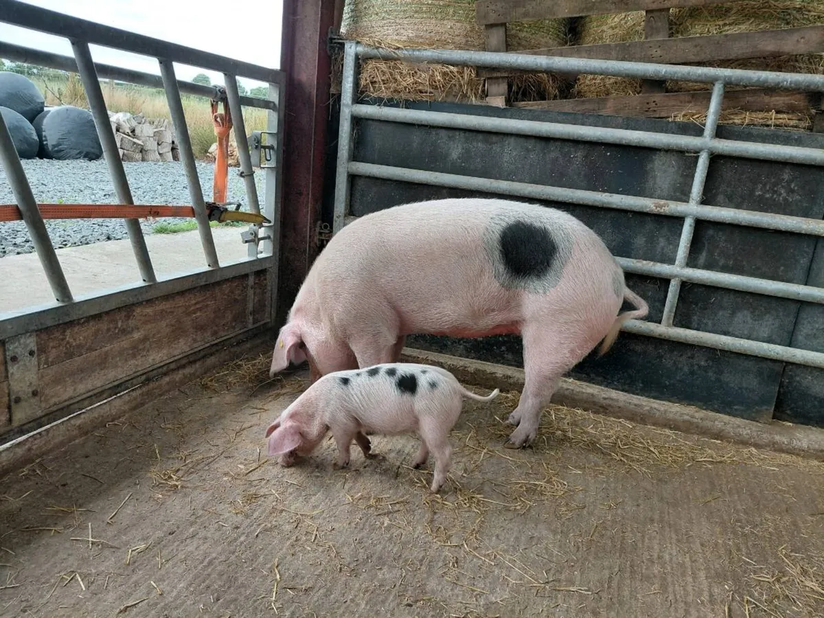 Weaner pigs - Image 3