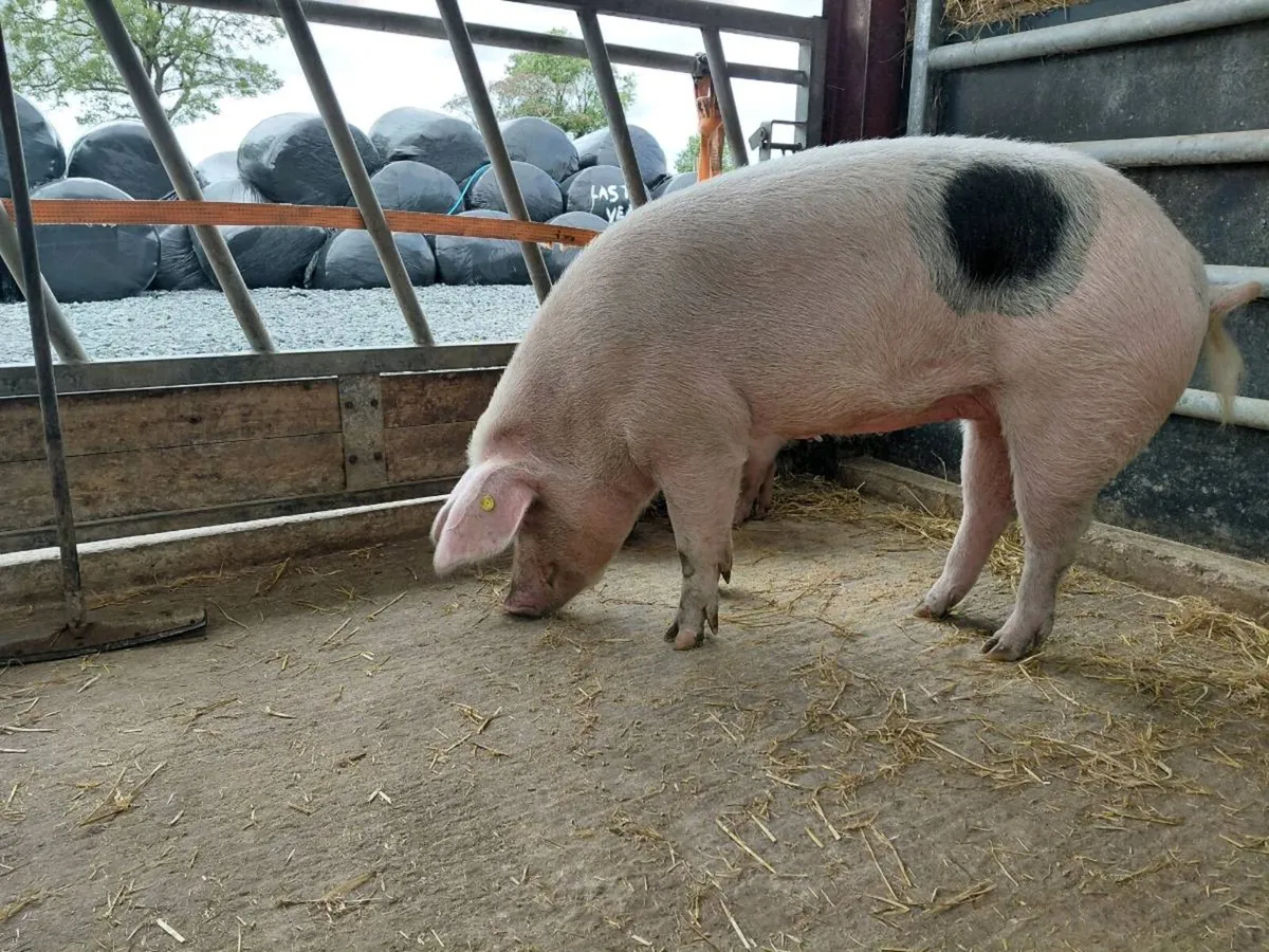 Weaner pigs - Image 4