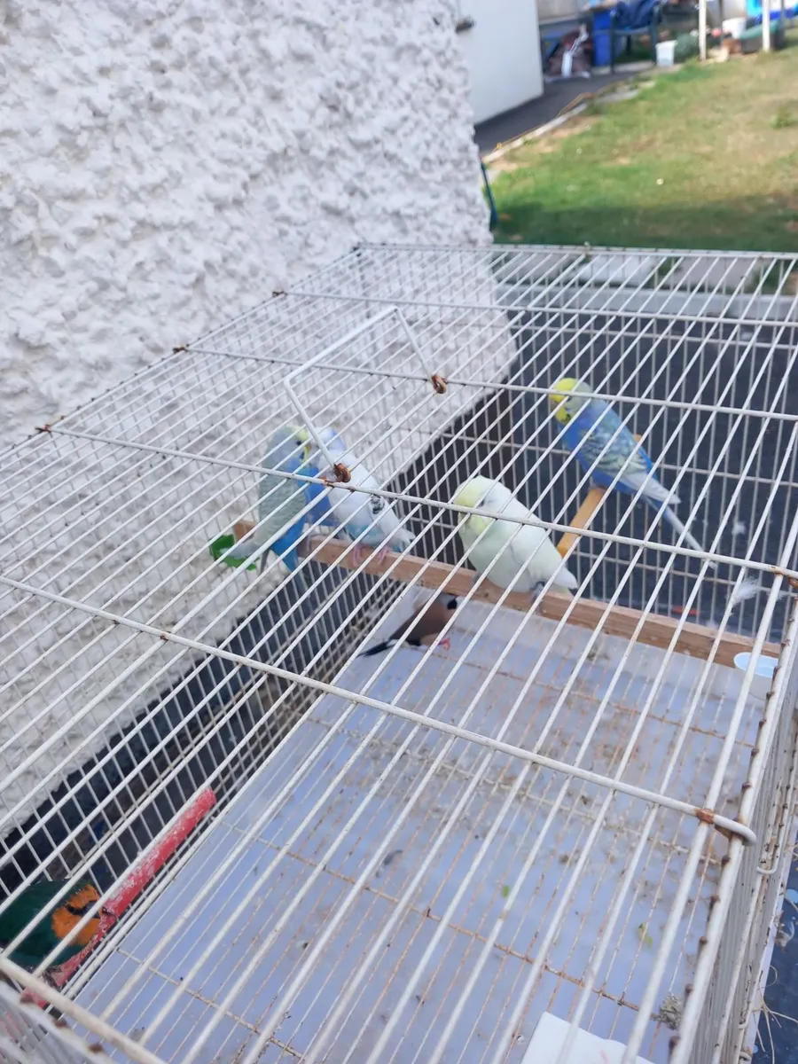 Birds - Image 1