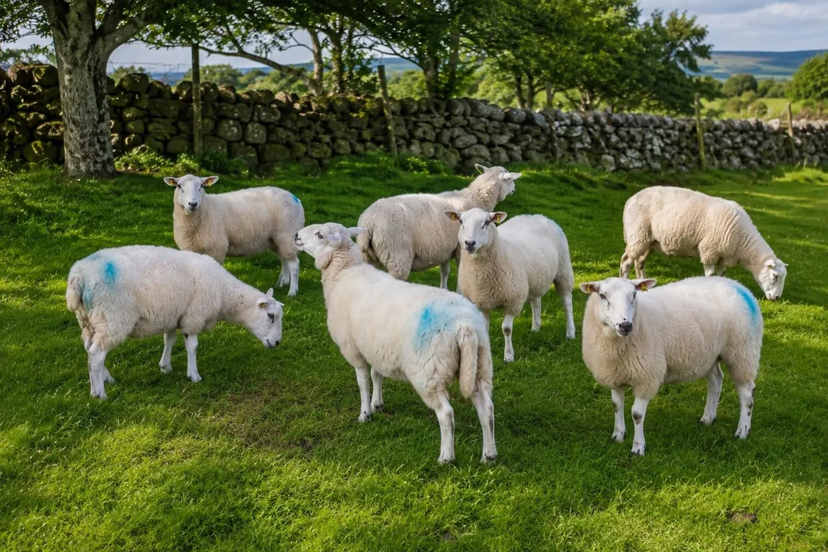 6 Cheviot Hill Hoggets for Sale