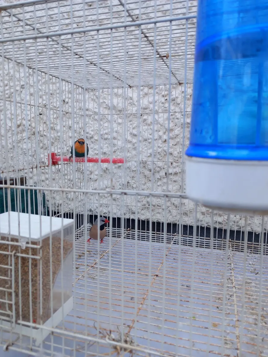 Birds - Image 2
