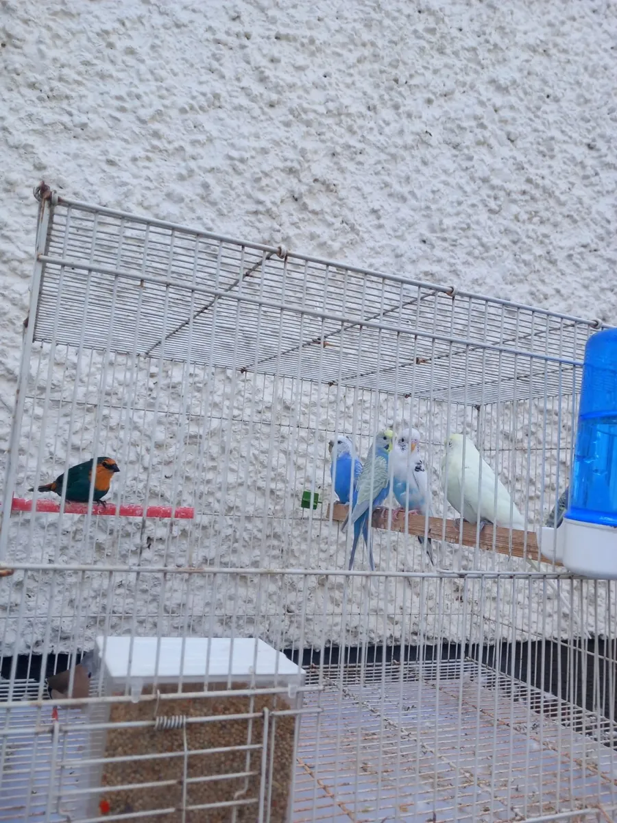Birds - Image 3