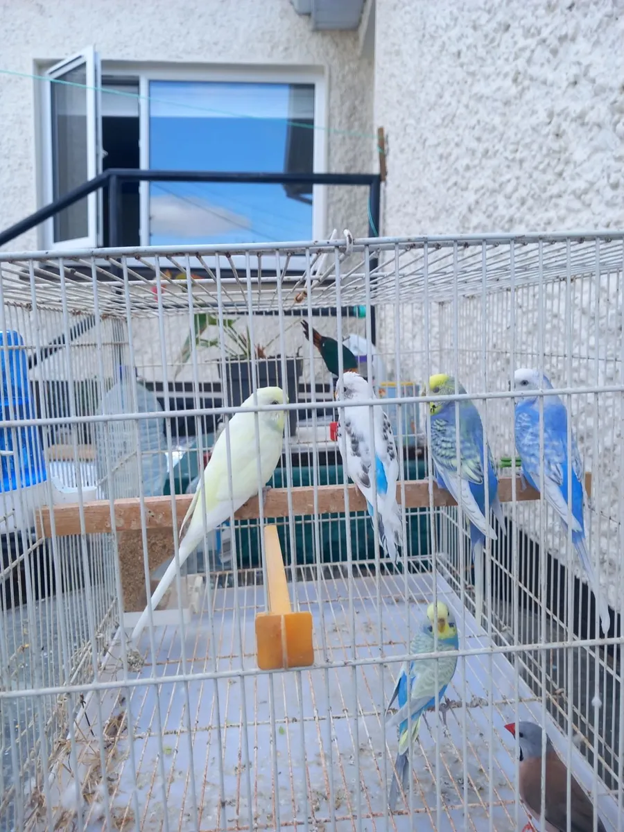Birds - Image 4