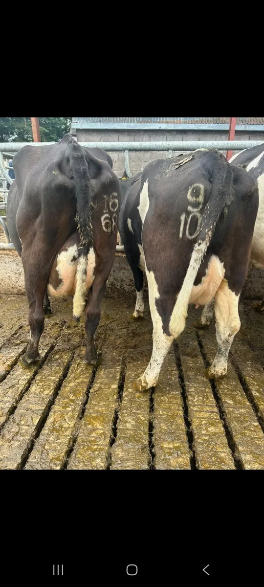Young dairy cows for sale - Image 1