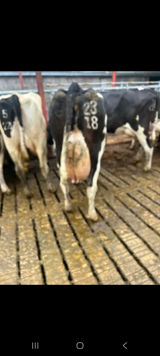 Young dairy cows for sale - Image 2