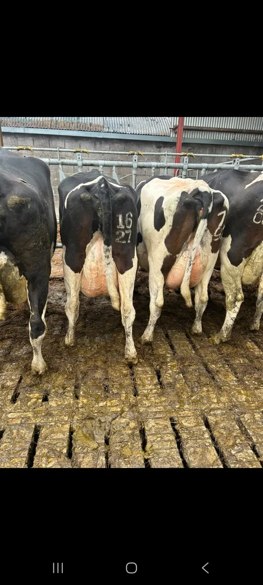 Young dairy cows for sale - Image 3