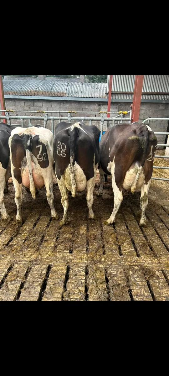 Young dairy cows for sale - Image 4