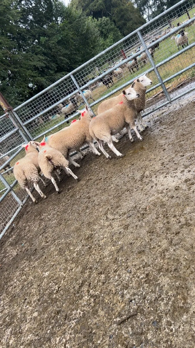 🔥Organic ewe lambs🔥 - Image 3