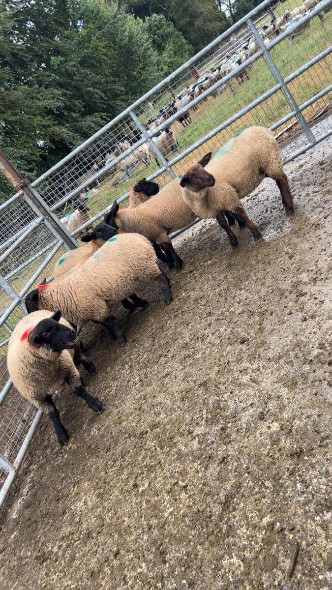 🔥Organic ewe lambs🔥 - Image 1