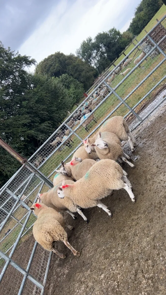 🔥Organic ewe lambs🔥 - Image 2