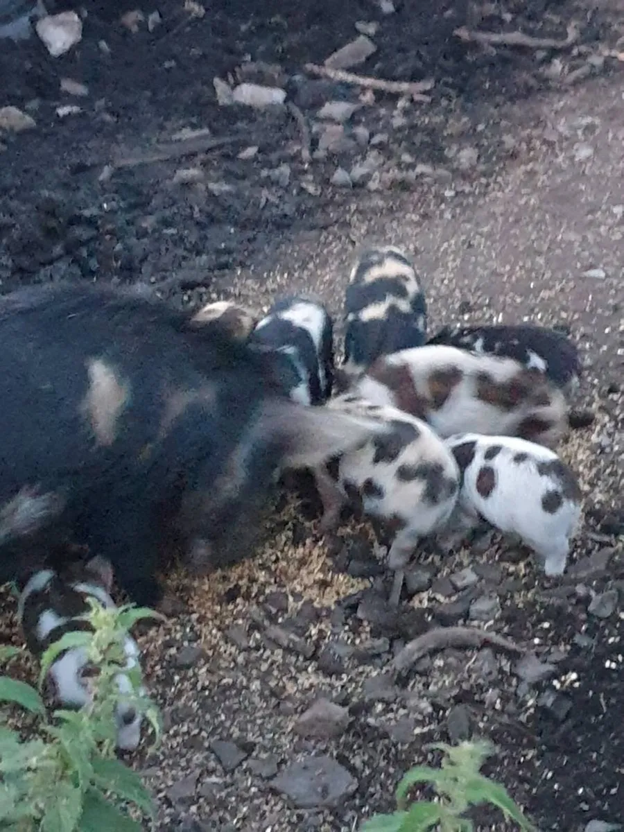 Kunekune piglets - Image 1