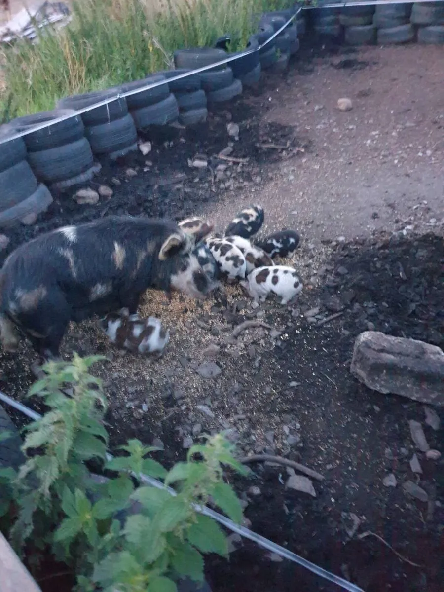 Kunekune piglets - Image 2