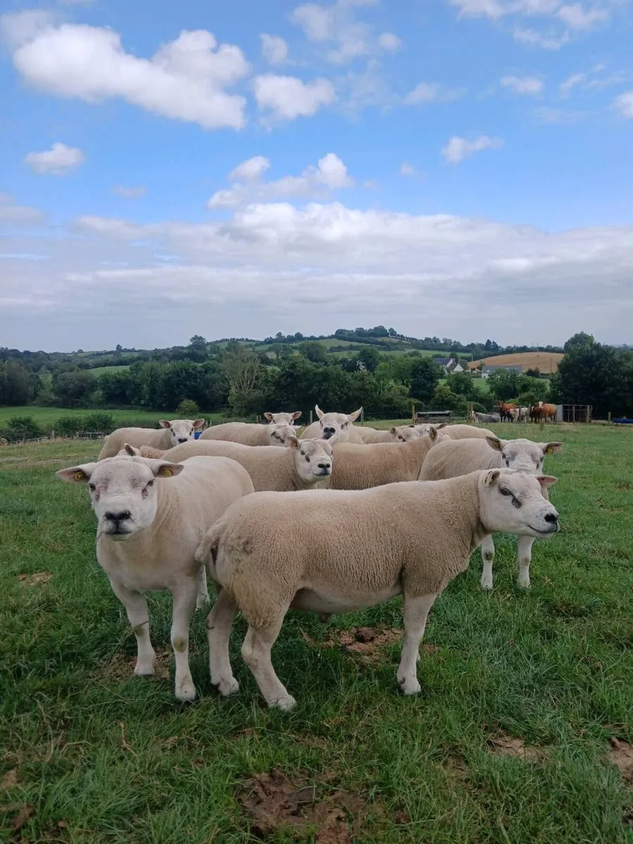 TEXEL HOGGET RAMS - Image 1