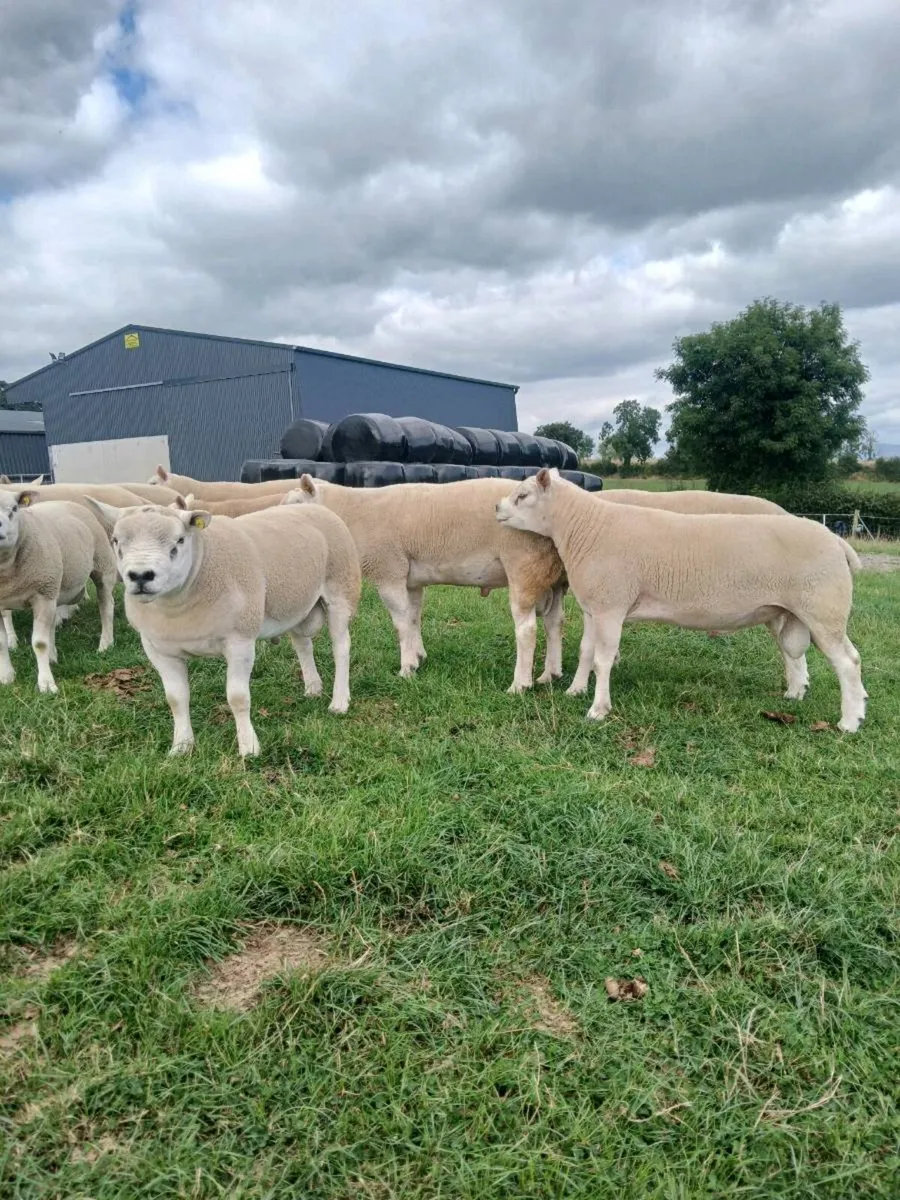 TEXEL HOGGET RAMS - Image 2