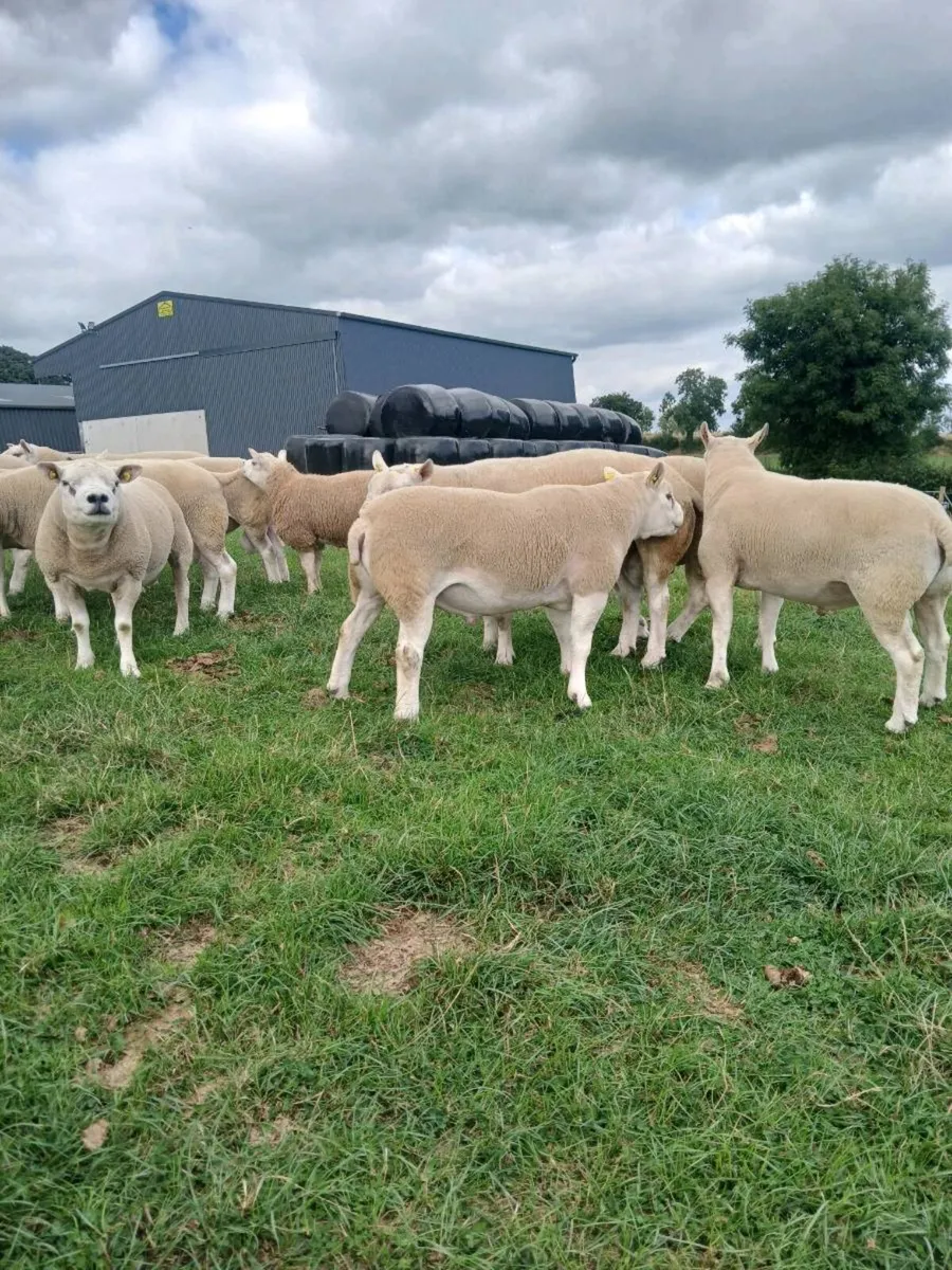 TEXEL HOGGET RAMS - Image 3