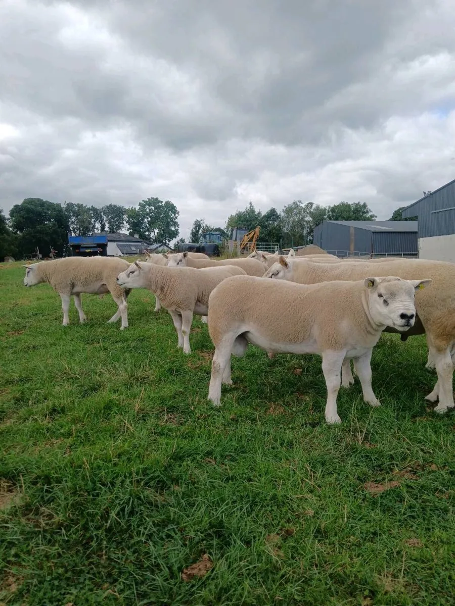 TEXEL HOGGET RAMS - Image 4