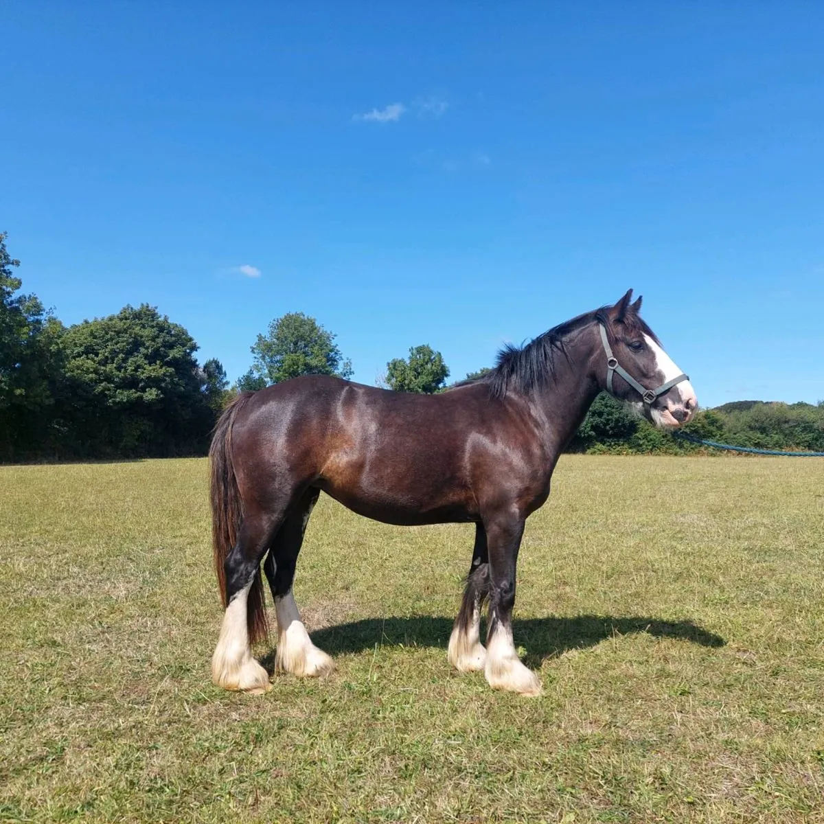 3 yr old filly - Image 1