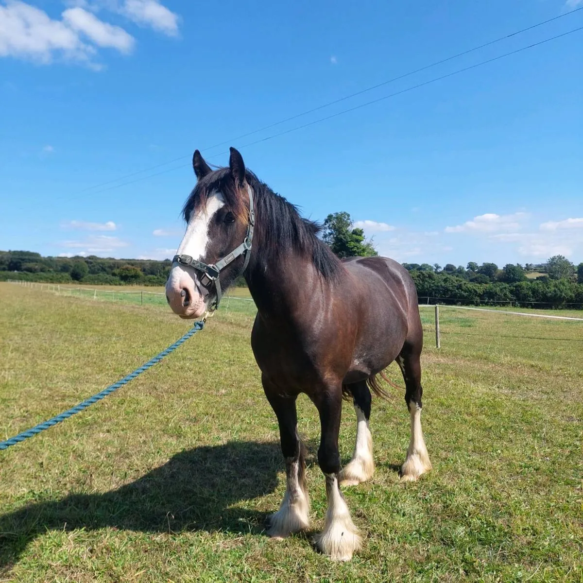 3 yr old filly - Image 2