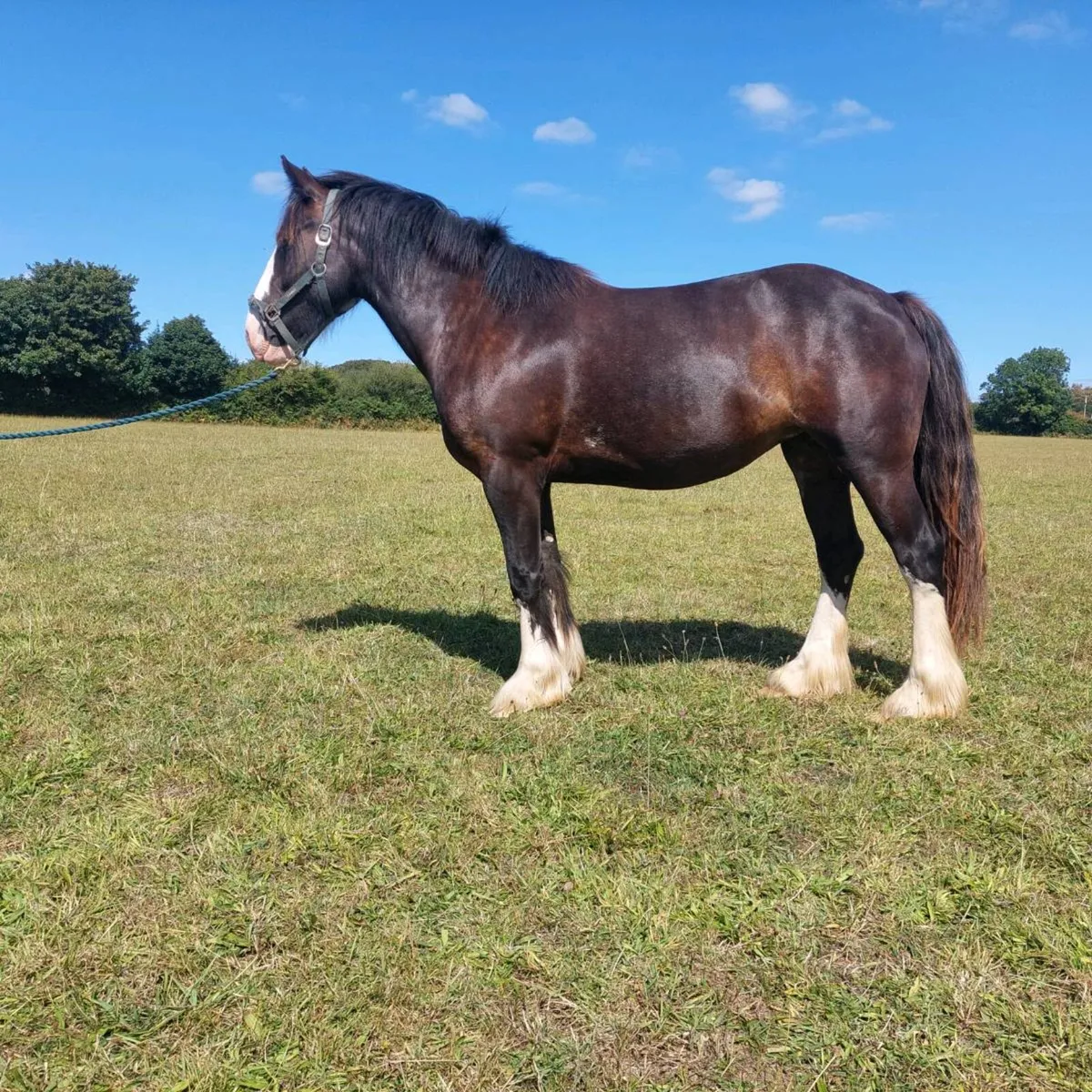 3 yr old filly - Image 3