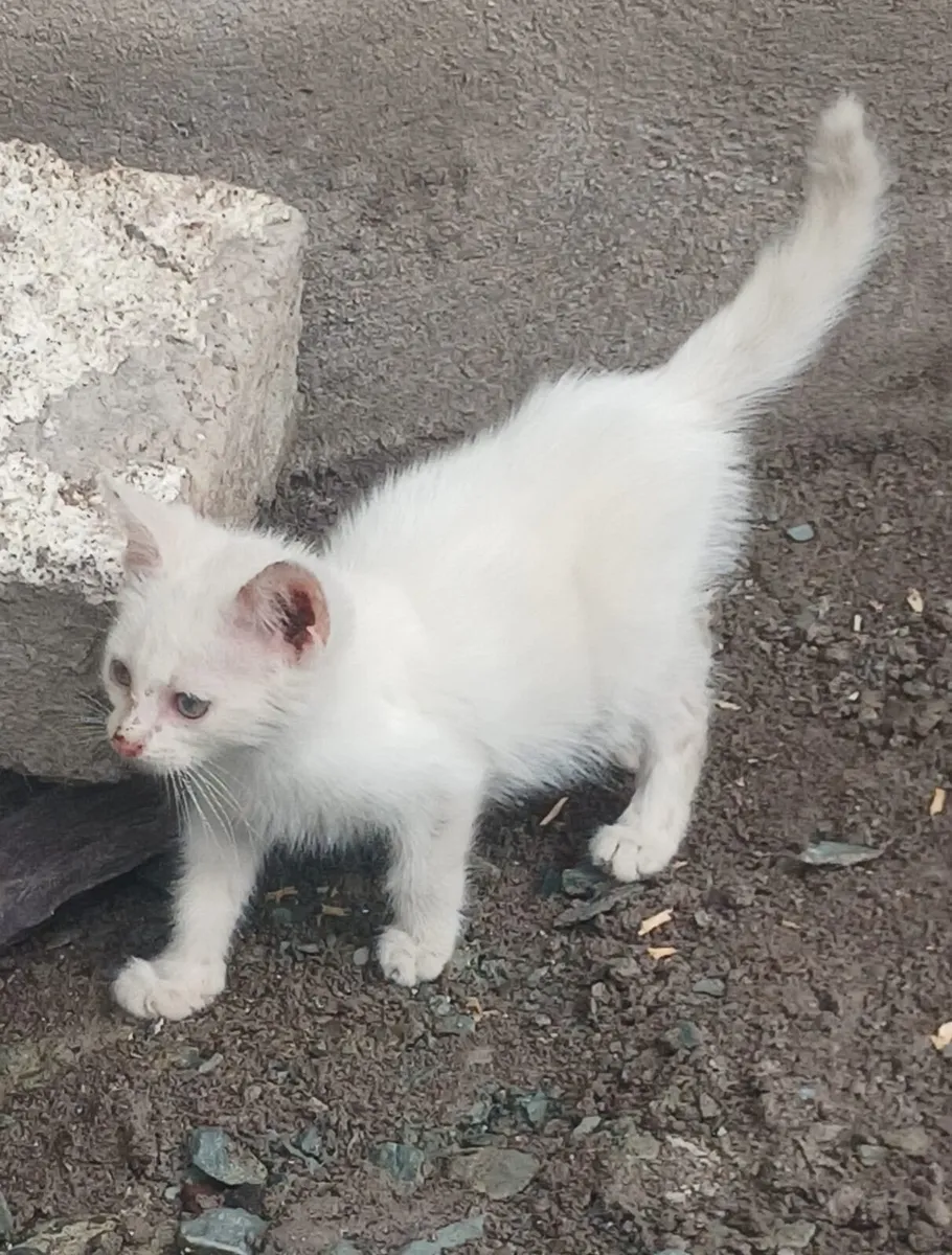 Male Kitten - Image 1