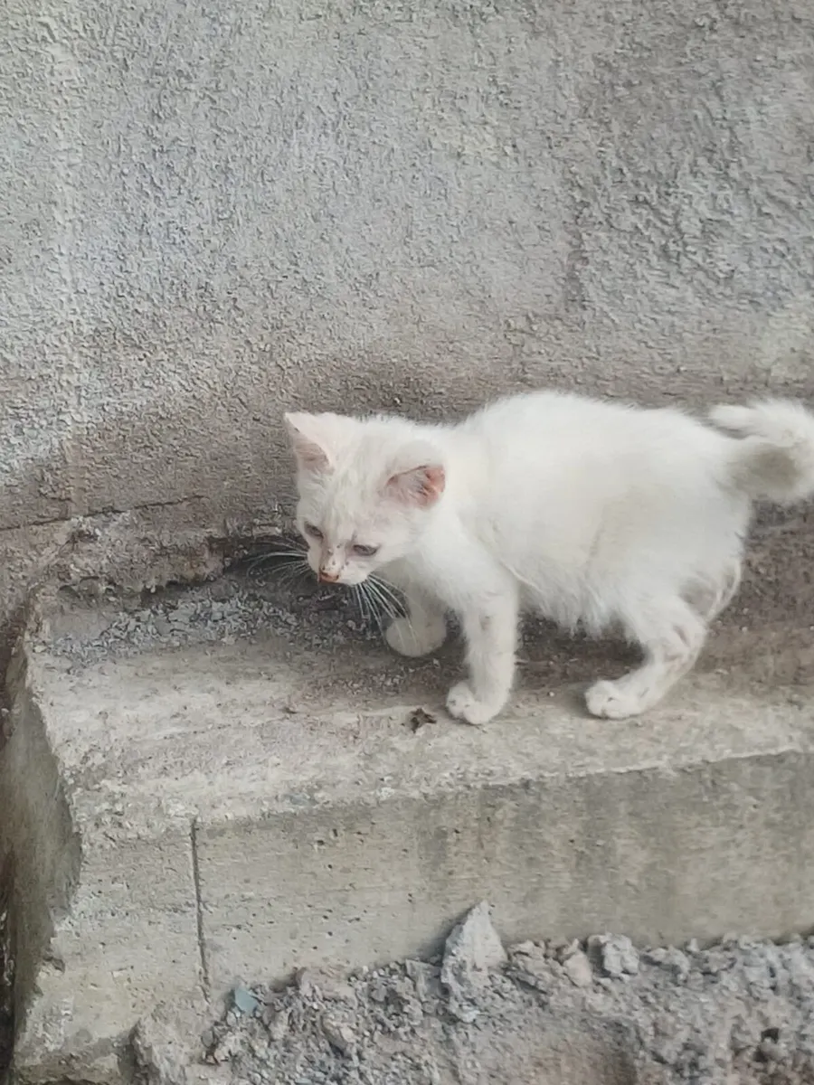 Male Kitten - Image 2