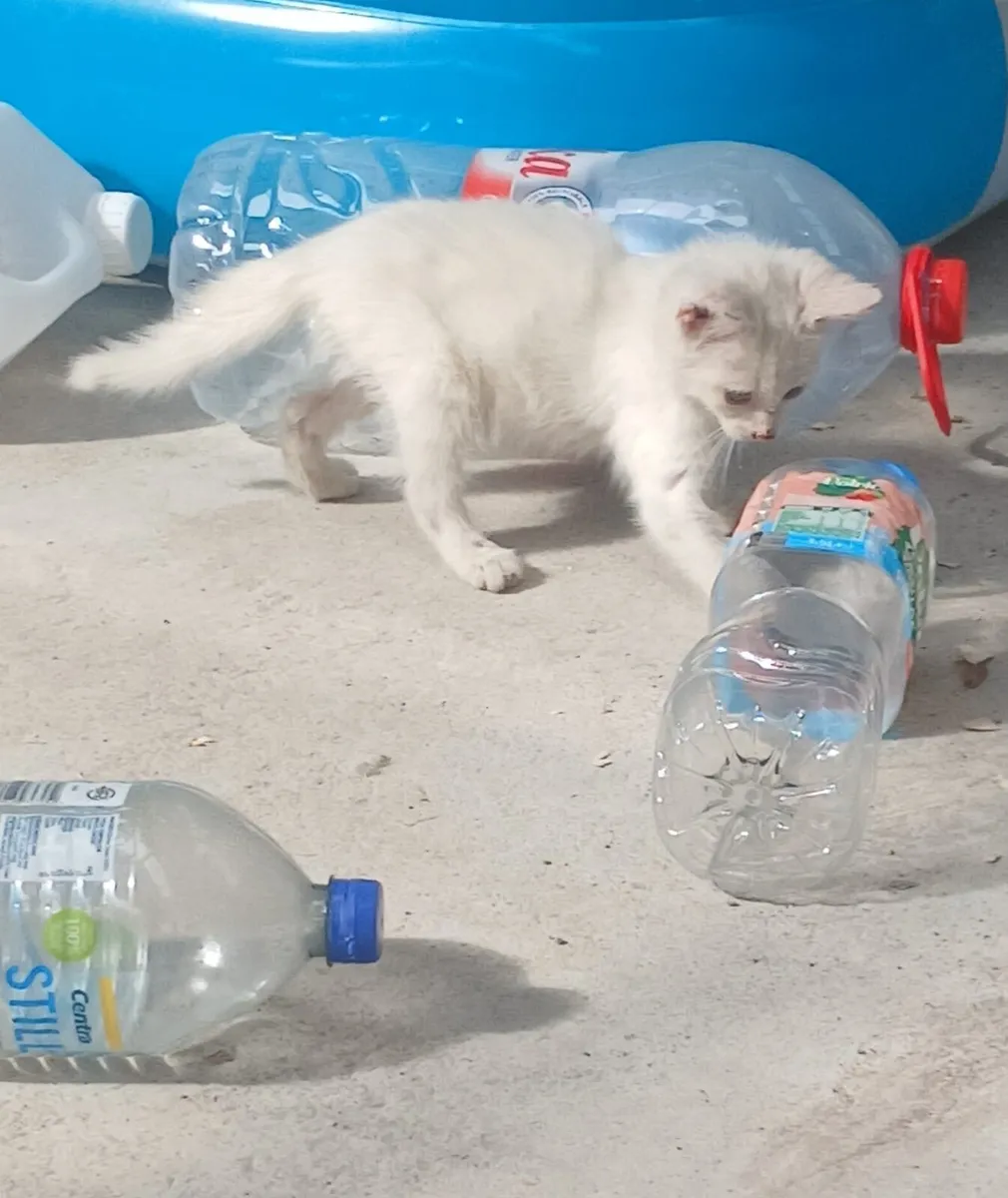 Male Kitten - Image 3