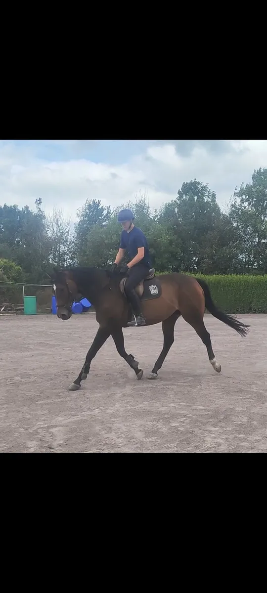 Showjumper - Image 3