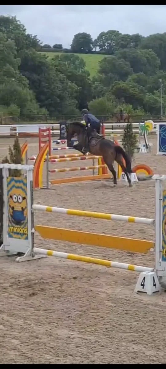 Showjumper - Image 4