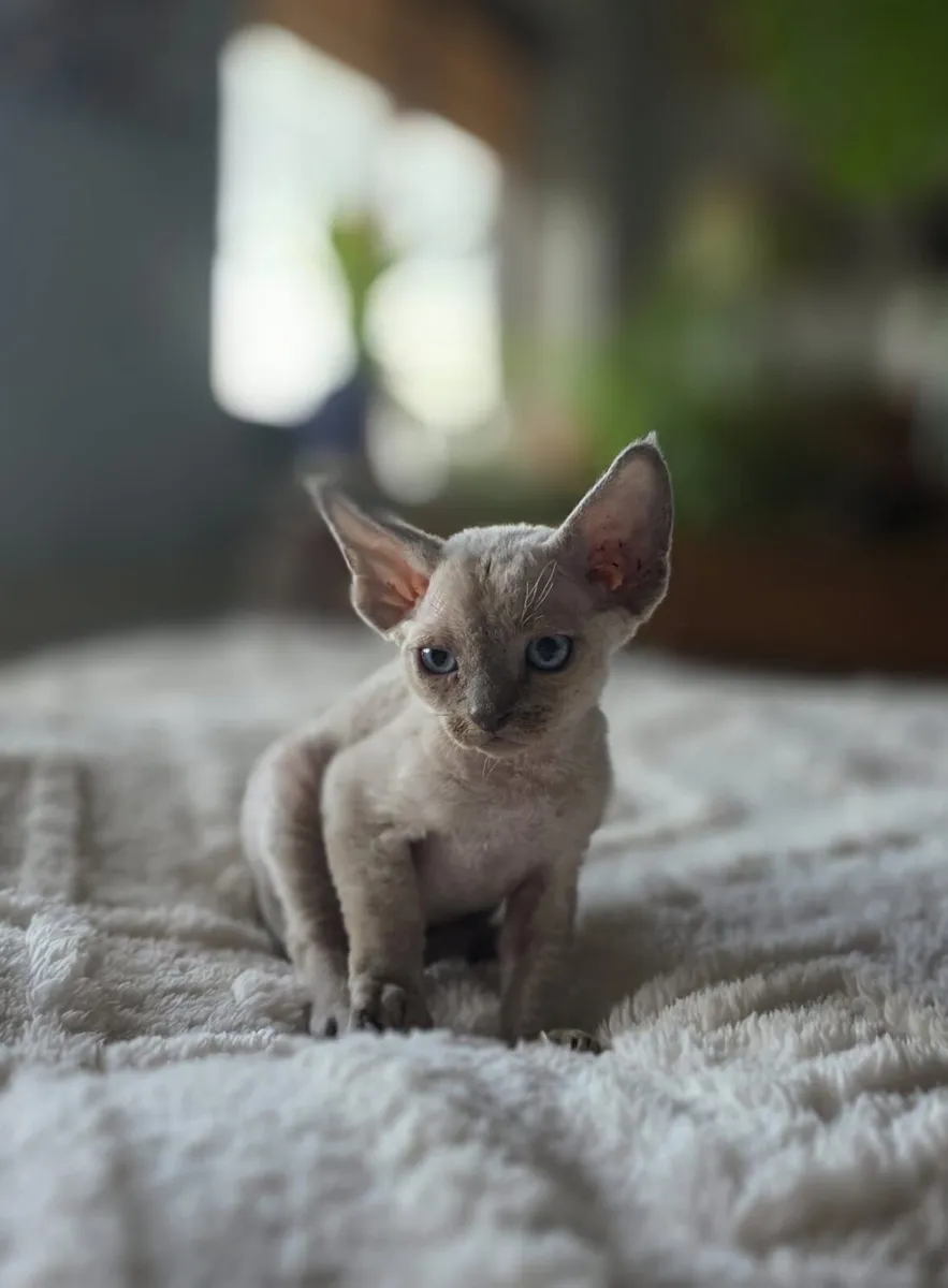 Devon Rex kittens - Image 1