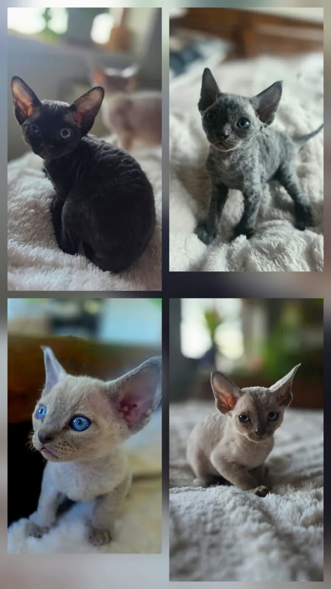 Devon Rex kittens - Image 2