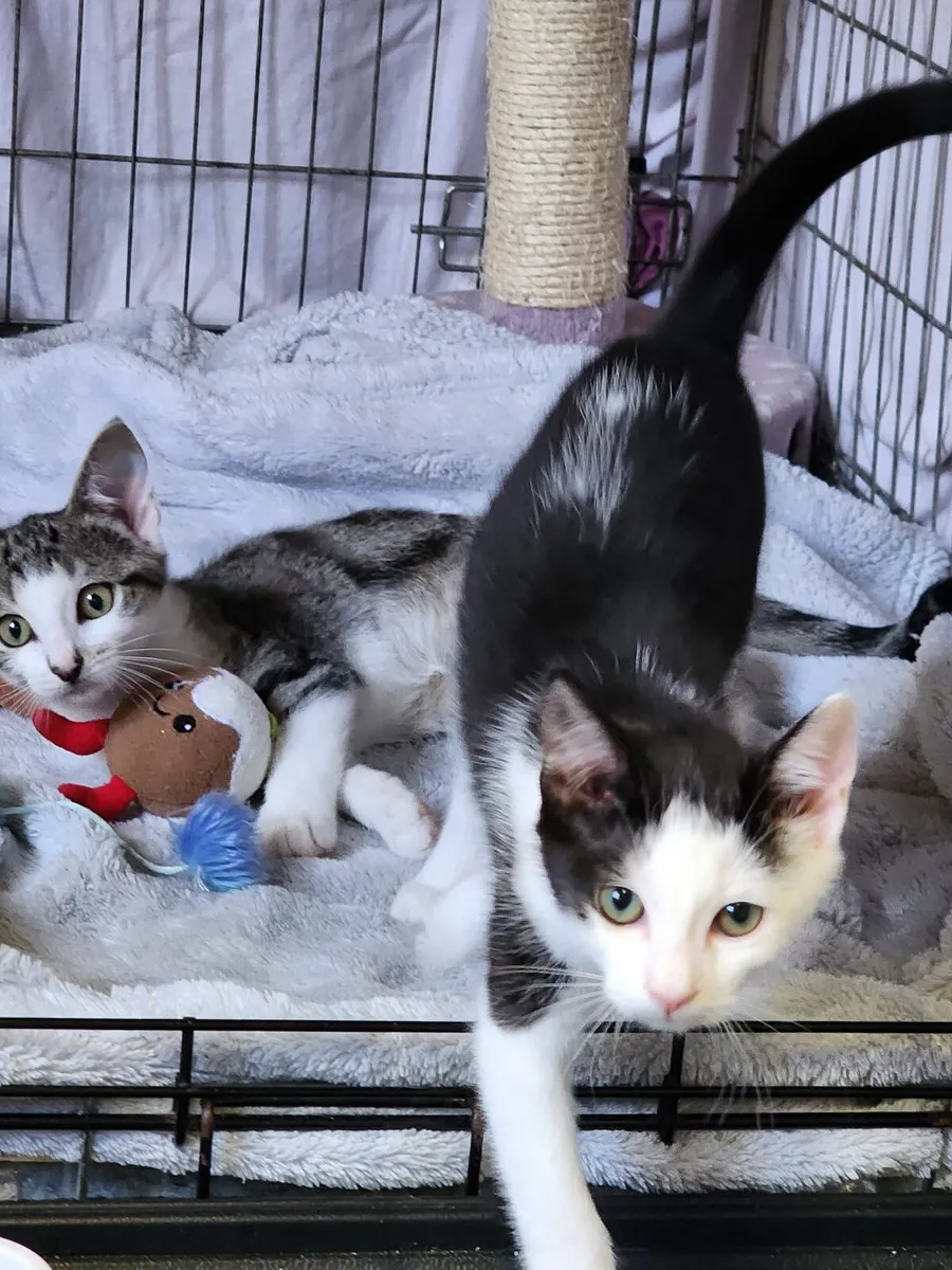 Guiness and Porsche looking for home - Image 3