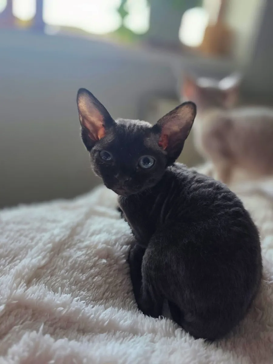 Devon Rex kittens - Image 3