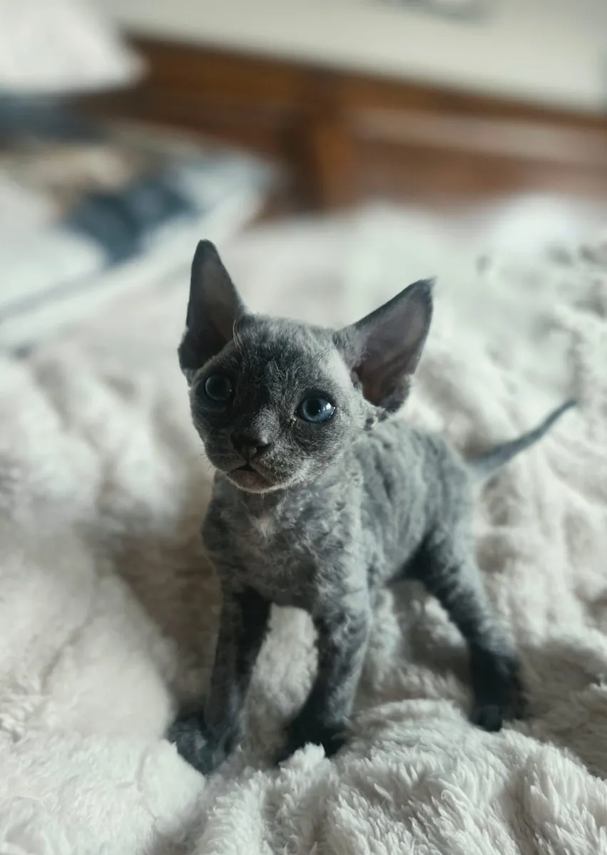Devon Rex kittens - Image 4