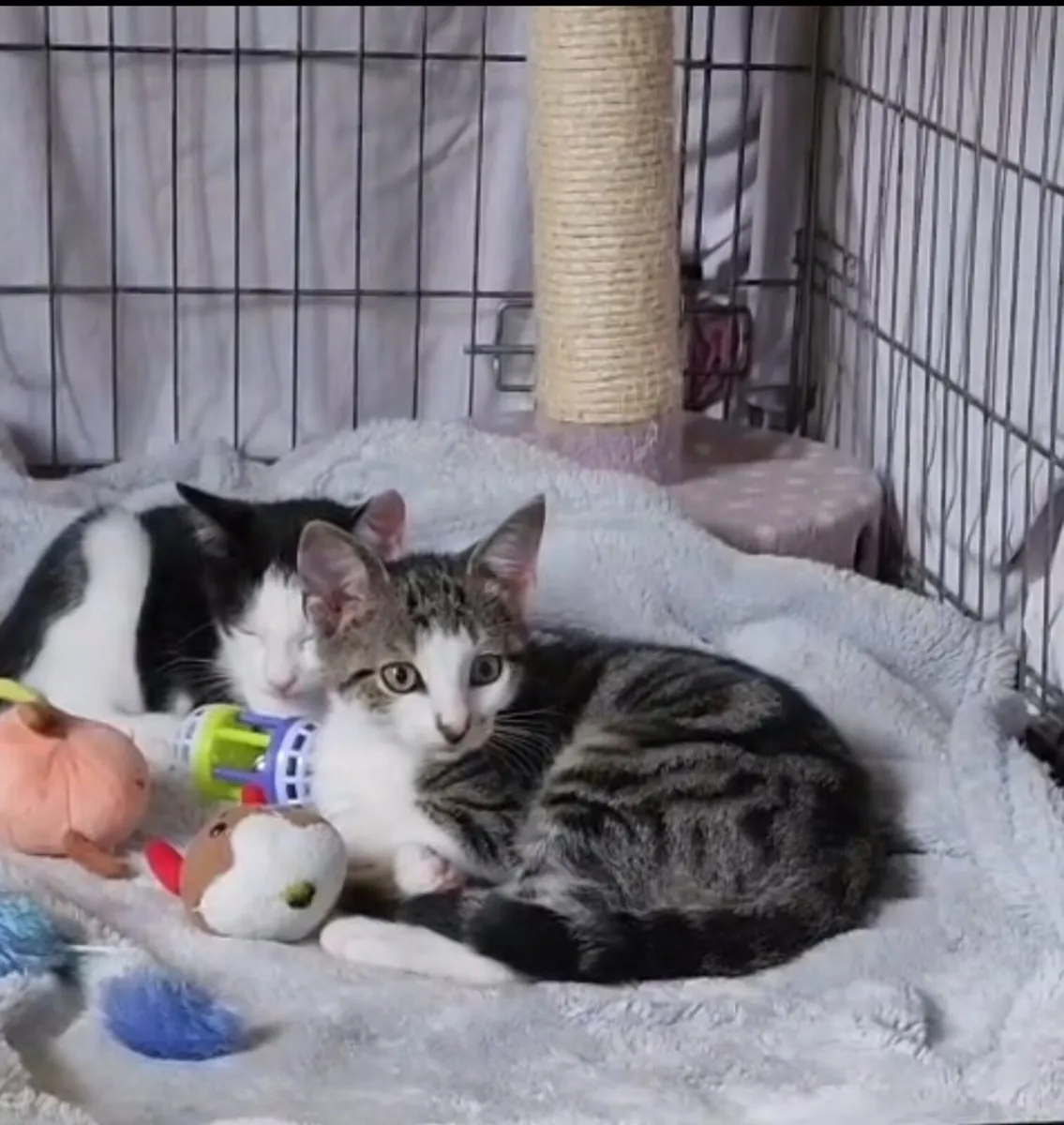 Guiness and Porsche looking for home - Image 4