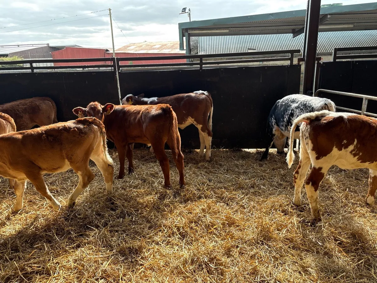 8 super weaned continental heifers - Image 2