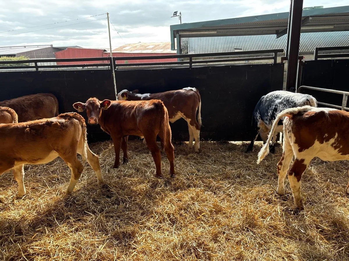 8 super weaned continental heifers - Image 3