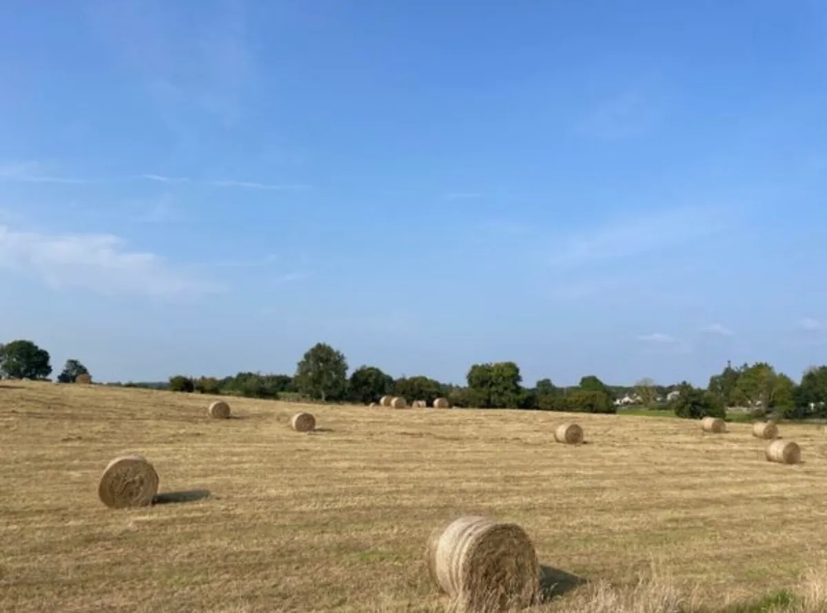 Hay for sale - Image 3