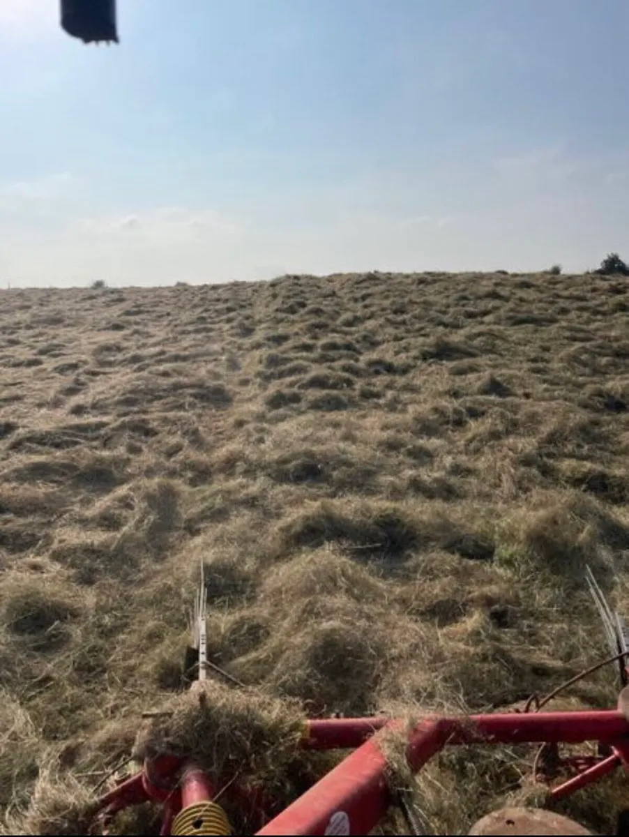 Hay for sale - Image 4