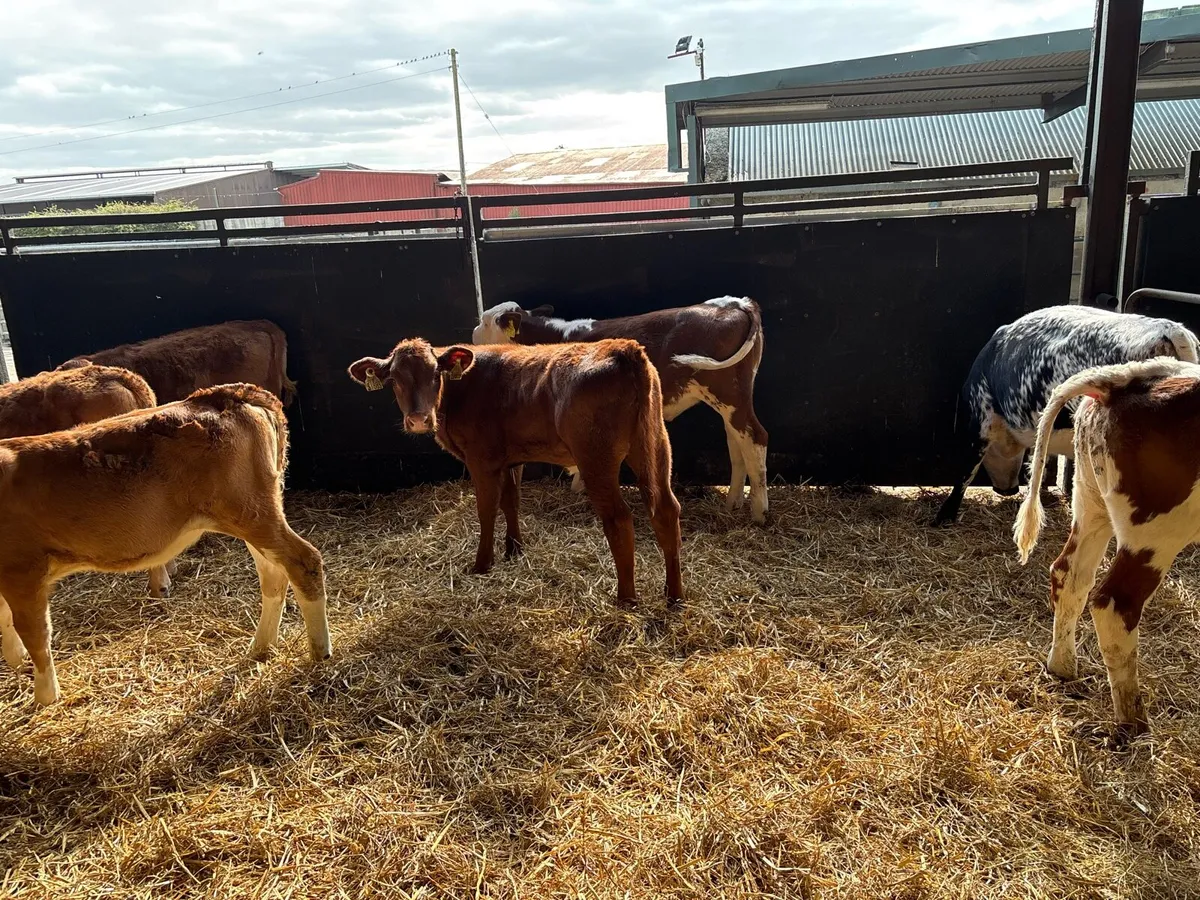 8 super weaned continental heifers - Image 4