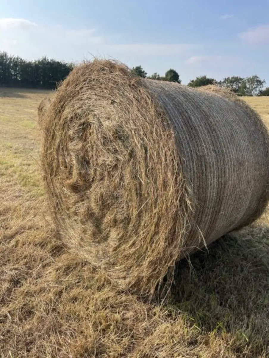 Hay for sale - Image 1