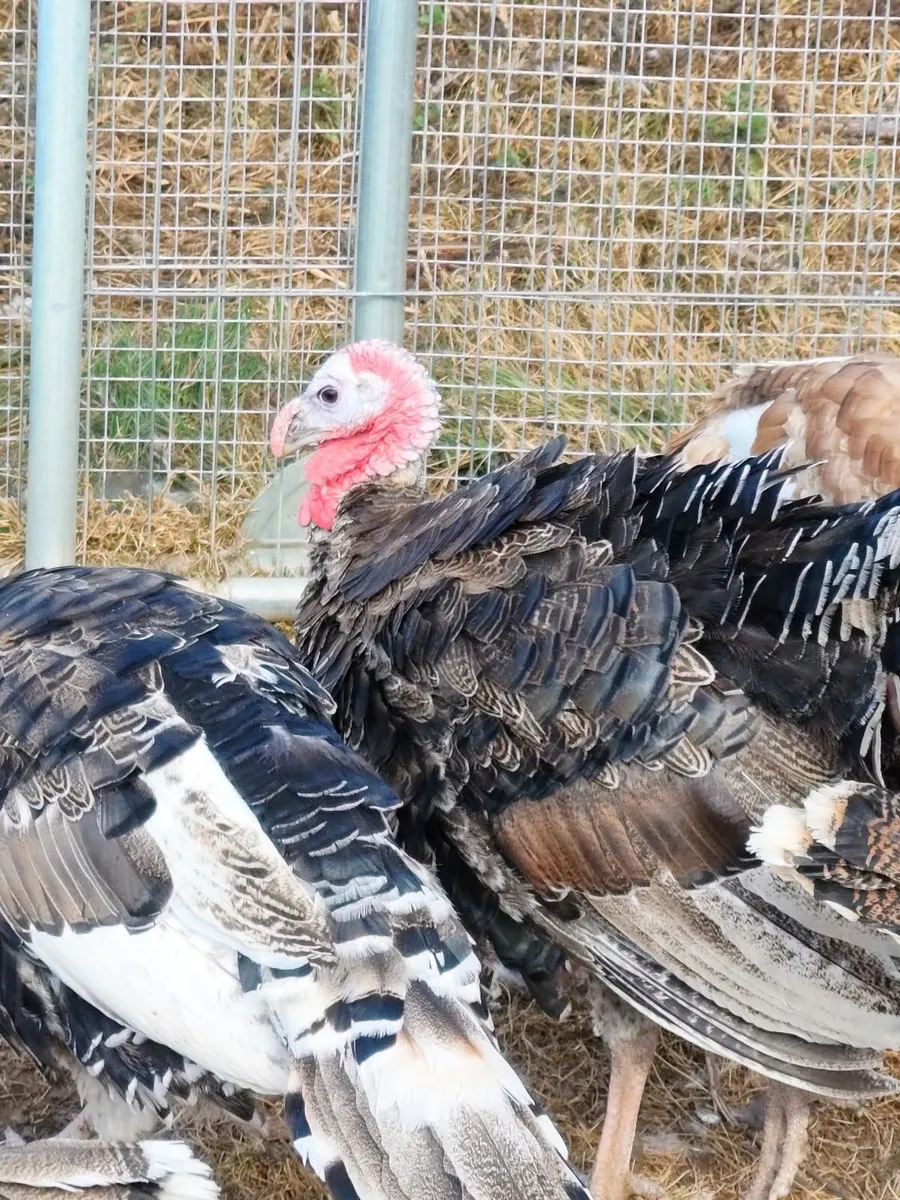 Turkeys for Sale - Image 1