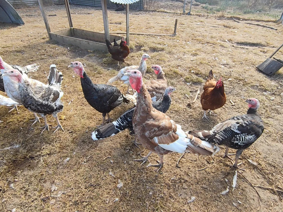 Turkeys for Sale - Image 2