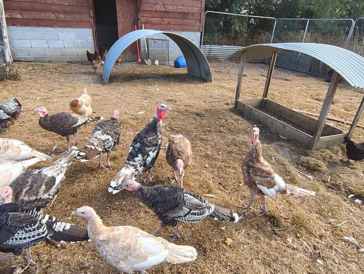 Turkeys for Sale - Image 4